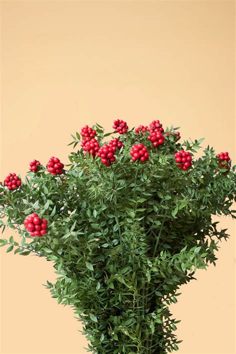 Kokina Nedir ? Nasıl Bakılır