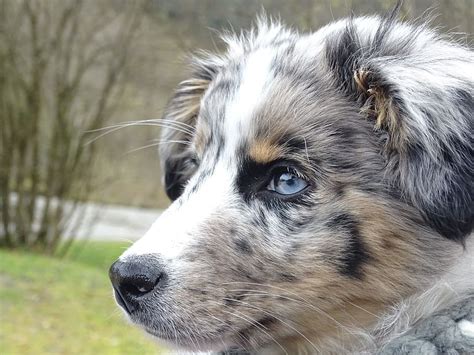 Blue Merle Australian Shepherd Puppy