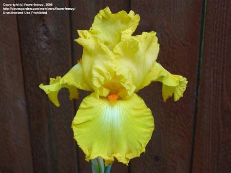 PlantFiles Pictures: Tall Bearded Iris 'Amarillo Frills', 1 by flowerfrenzy