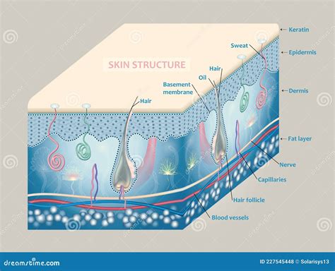 Anatomy of the Skin and the Layers and Elements that Compose it. Stock ...