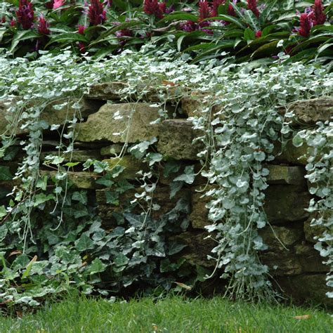 Дихондра ползучая (73 фото) - фото - картинки и рисунки: скачать бесплатно