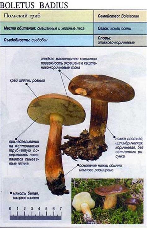 Польский гриб (20 фото): описание, как выглядит, где растет, съедобность