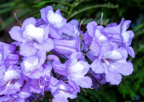 Jacaranda Mimosifolia Monaco Nature Encyclopedia