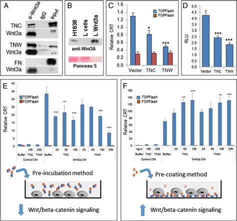 Tenascin-C and tenascin-W bind Wnt3a and modulate Wnt/β-catenin ...