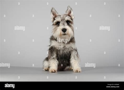 Miniature Schnauzer Female 1 Year Old Uk Stock Photo Alamy