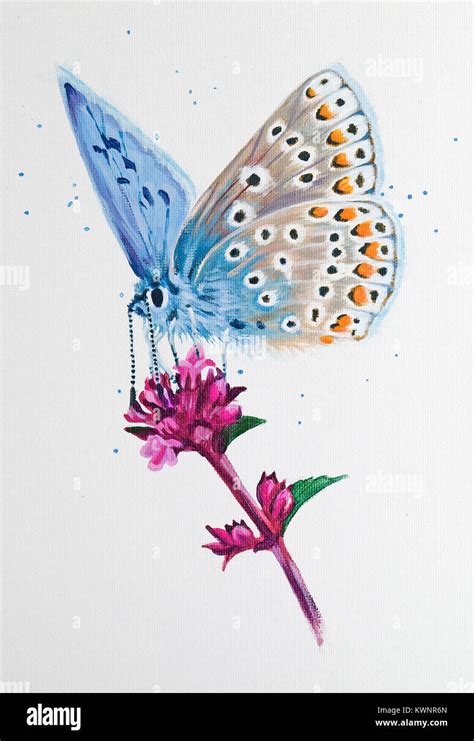 Spainting Of Chalk Hill Blue Butterfly Stock Photo Alamy