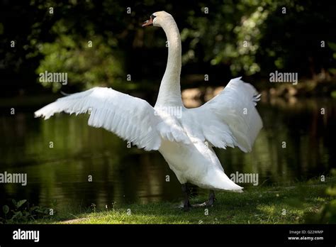 Swan In The Wild Stock Photo Alamy