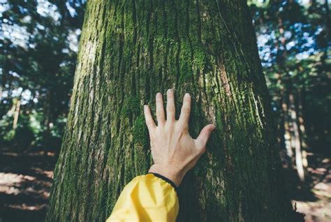 Los Secretos Del Dosel Forestal El Papel Vital De Cada árbol En El