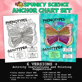 Phenotype and Genotype Anchor Chart Poster Activity Set by Spunky Science