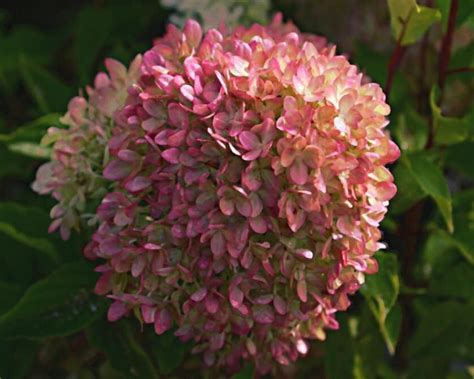 Гортензия метельчатая "Жемчужина фестиваля" (Perle de Festival ...