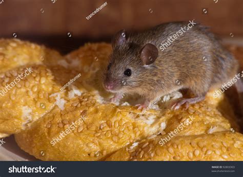 18,270 Mouse Eating Food Images, Stock Photos, 3D objects, & Vectors | Shutterstock