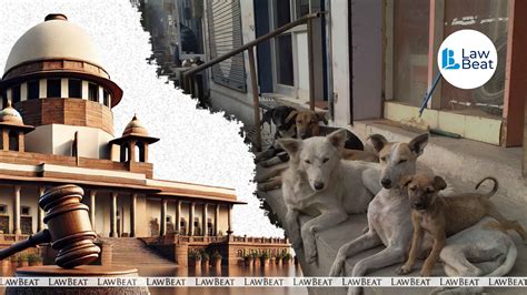 “Why Don’t You Feed Them At Home?”: Supreme Court Questions Noida
