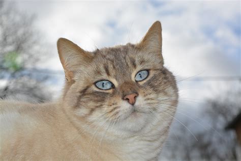 Cat Pussy Nala Feline Blue Free Photo On Pixabay Pixabay