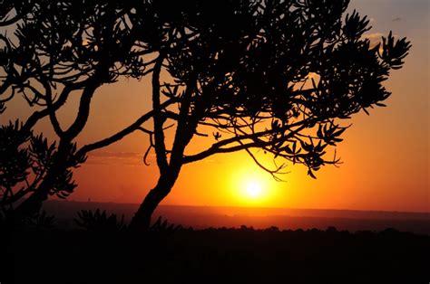 importance   brazilian cerrado glamping