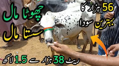 Malir Mandi Me 38K To 150k Wala Maal Or 56K Ka Bethreen Soda Cattle