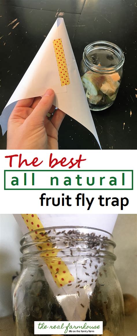 How To Get Rid Of Fruit Flies Naturally The Best Way Results In 5