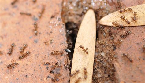 Argentine Ants Bite