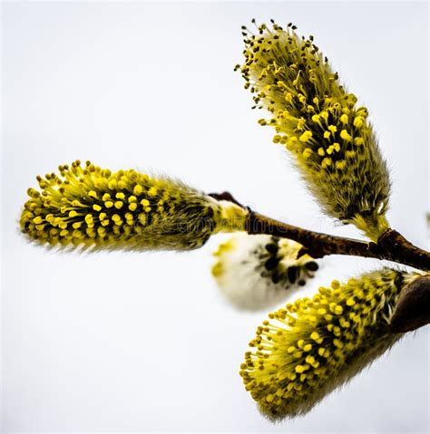 Pussy Willow Buds Close Up Stock Image Image Of Buds Downy