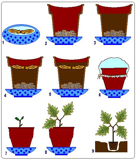 Вырасти своё деревце