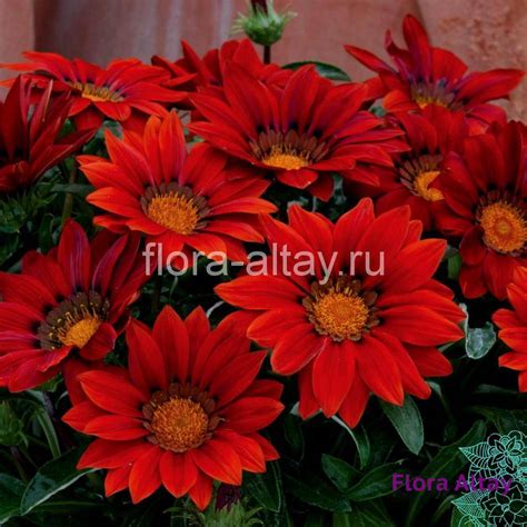 Газания Gazoo Red With Ring | Flora Altay