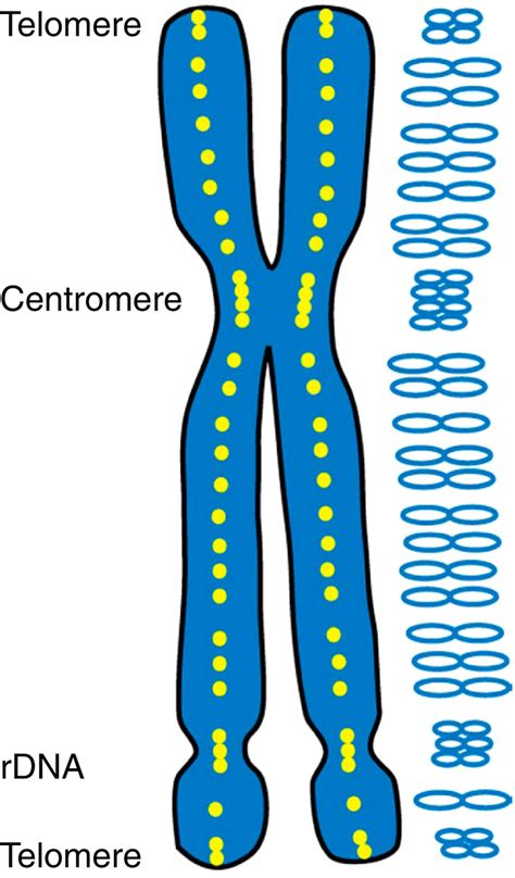 Distribution density of condensin shapes the metaphase chromosome. The ...