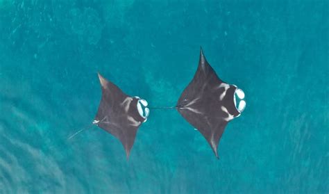 New study shows where manta rays thrive