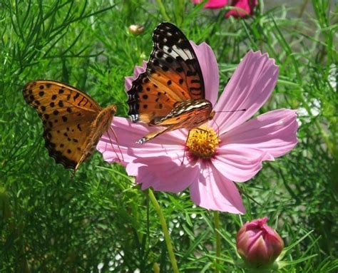 Немного отдыха среди цветов. Космея - сочетание простоты и загадки ...