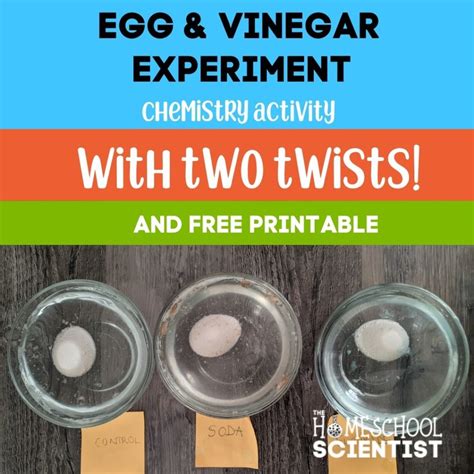 Egg In Vinegar Egg In Vinegar Experiment Naked Egg Science