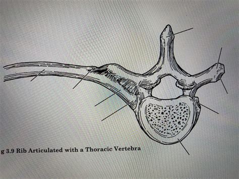 Rib Articulated With A Thoracic Vertebra Diagram Quizlet