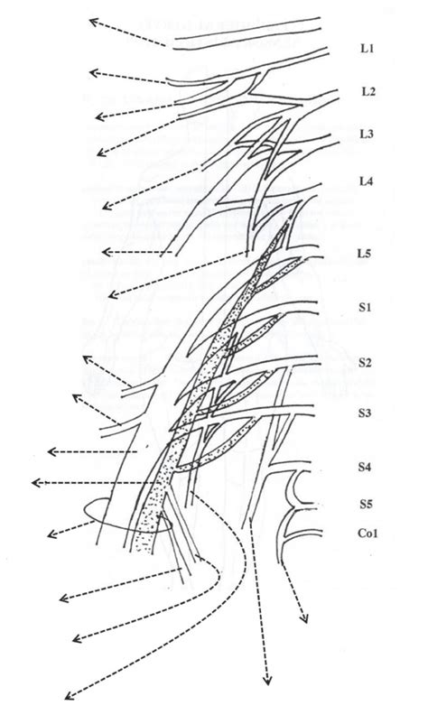 Diagram Of Nerves Lower Limb Diagram 1 Quizlet