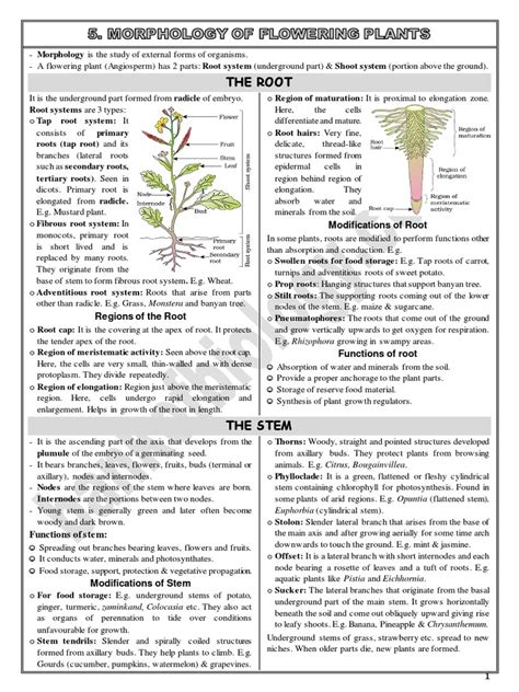 5 Morphology In Flowering Plants Notes Sample Pdf Root Plant Stem