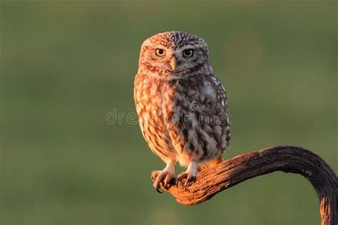 14 272 Cute Owl Photos Free Royalty Free Stock Photos From Dreamstime