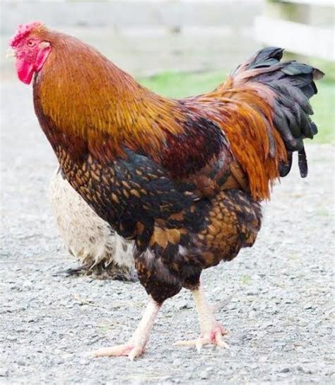 Golden Laced Wyandotte Rooster