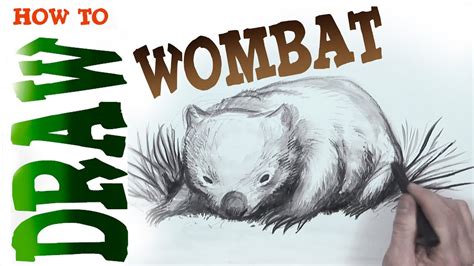 How To Draw A Wombat Advanced Spoken Tutorial Youtube