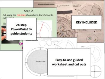 Cell Cycle And Mitosis Guided Activity Worksheet Tpt