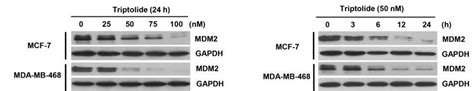 Triptolide 99 HPLC Selleck ADC Cytotoxin 阻害剤