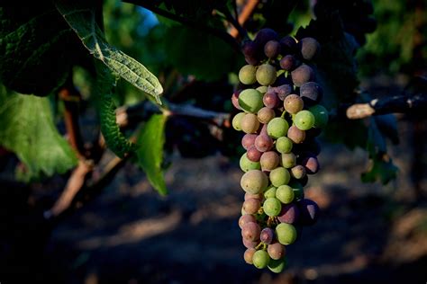 The Effects Of Water On Tannin Levels In Grape Development Part Four