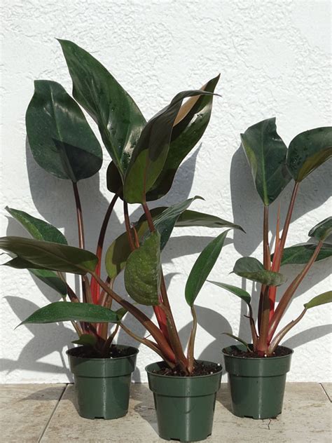 Philodendron Rojo Congo Plant In 4” Pot Kens Philodendrons