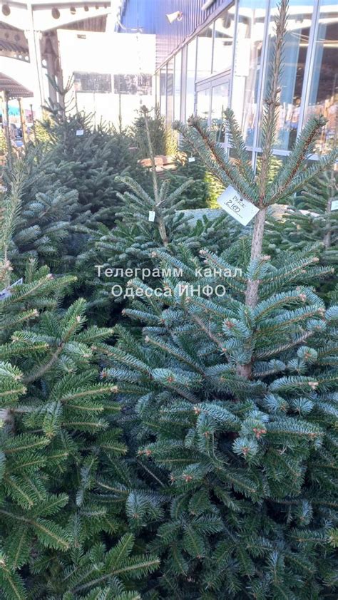 Елки в Одессе продают по заоблачным ценам - фото | РБК Украина