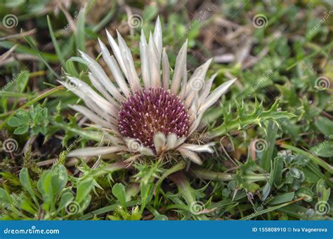 Plantas De Floresc Ncia Bege Brancas Do Prado Da Montanha Dos Acaulis