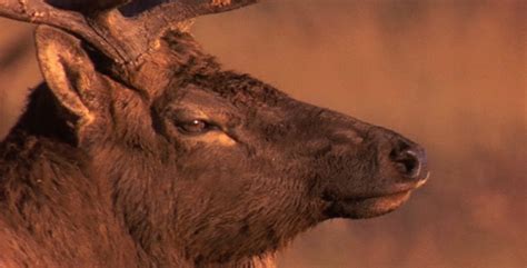 Elk Head Shot Stock Footage Videohive