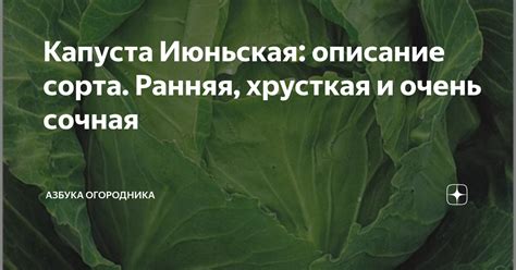 Капуста Июньская: описание сорта. Ранняя, хрусткая и очень сочная ...