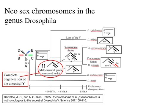 Ppt The Evolution Of Sex Chromosomes Similarities And Differences