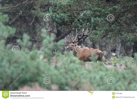 Red Deer Stock Image Image Of Standing Wildlife Animal 21197359