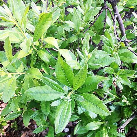 Morella Caroliniensis Picturethis