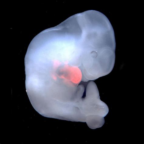 Gorilla Embryo