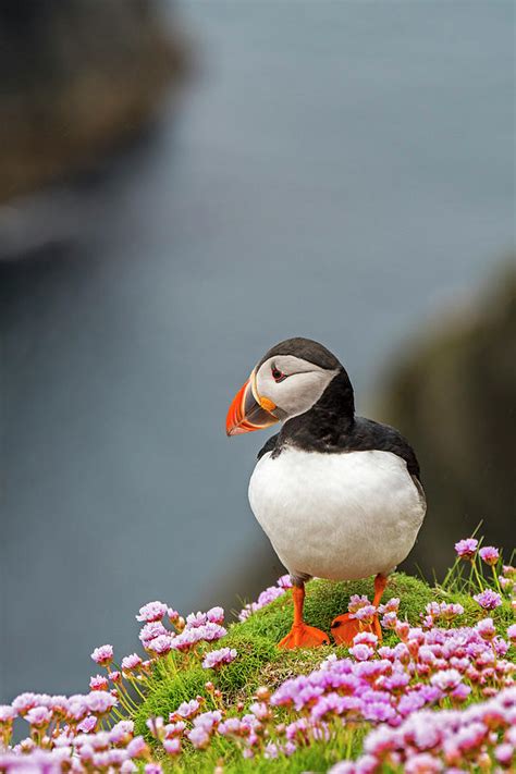 Scottish Puffin Photograph by Arterra Picture Library - Fine Art America