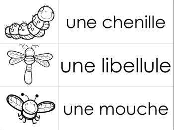 Les Insectes Et Bestioles Vocabulaire Mur De Mots French