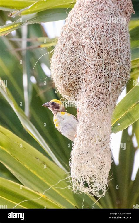 Baya Weaver With Its Nest And Part Of Baya Weaver Colony Stock Photo