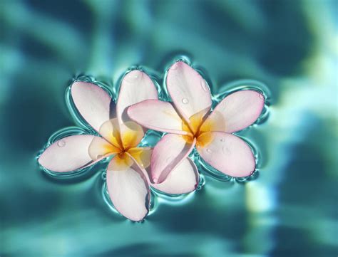 flower water 7